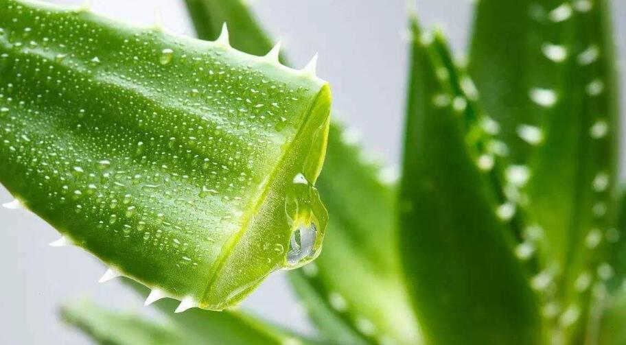 芦荟胶面膜怎么用