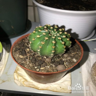 席克氏仙人球怎么养