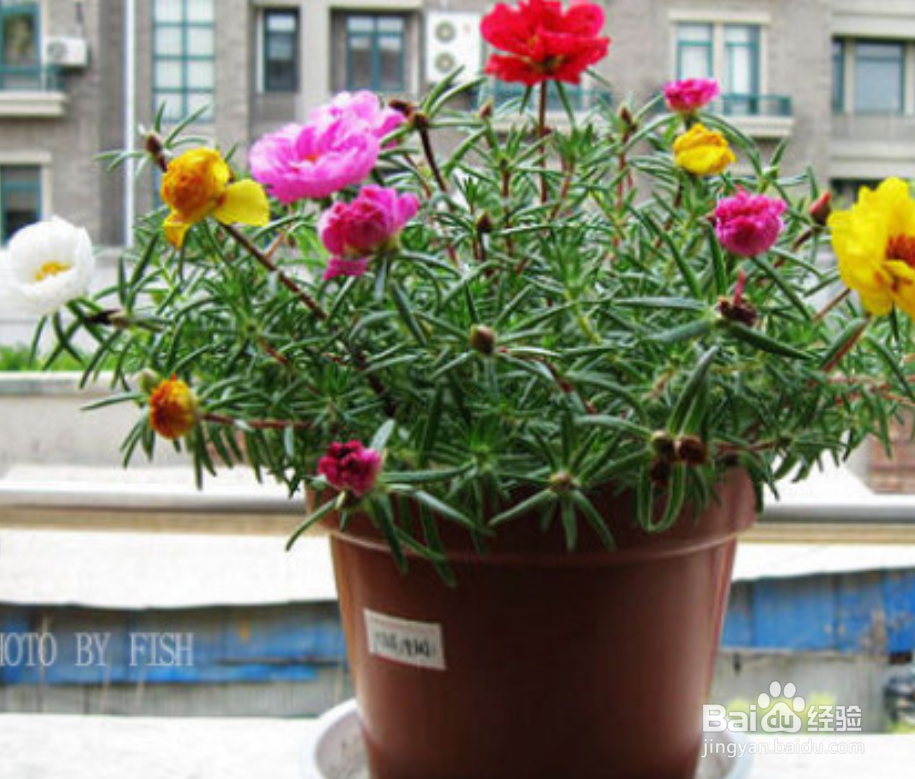 太阳花怎么养才会爆盆