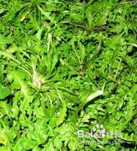 治疗,缓解乙肝的茶