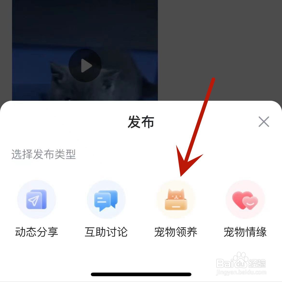 如何在哈啰App中发布宠物领养
