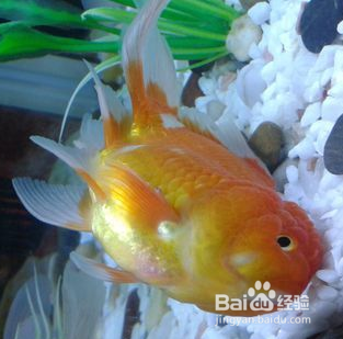 金鱼身子歪了怎么救