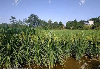 水稻白穗发生原因及防治方法#校园分享#