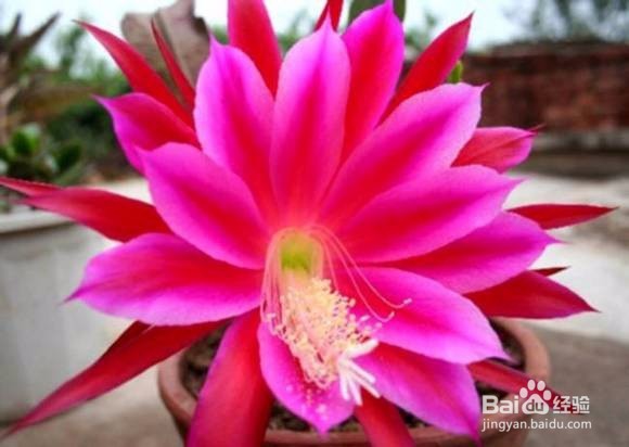 养花节水，让你秒表【种花达人】