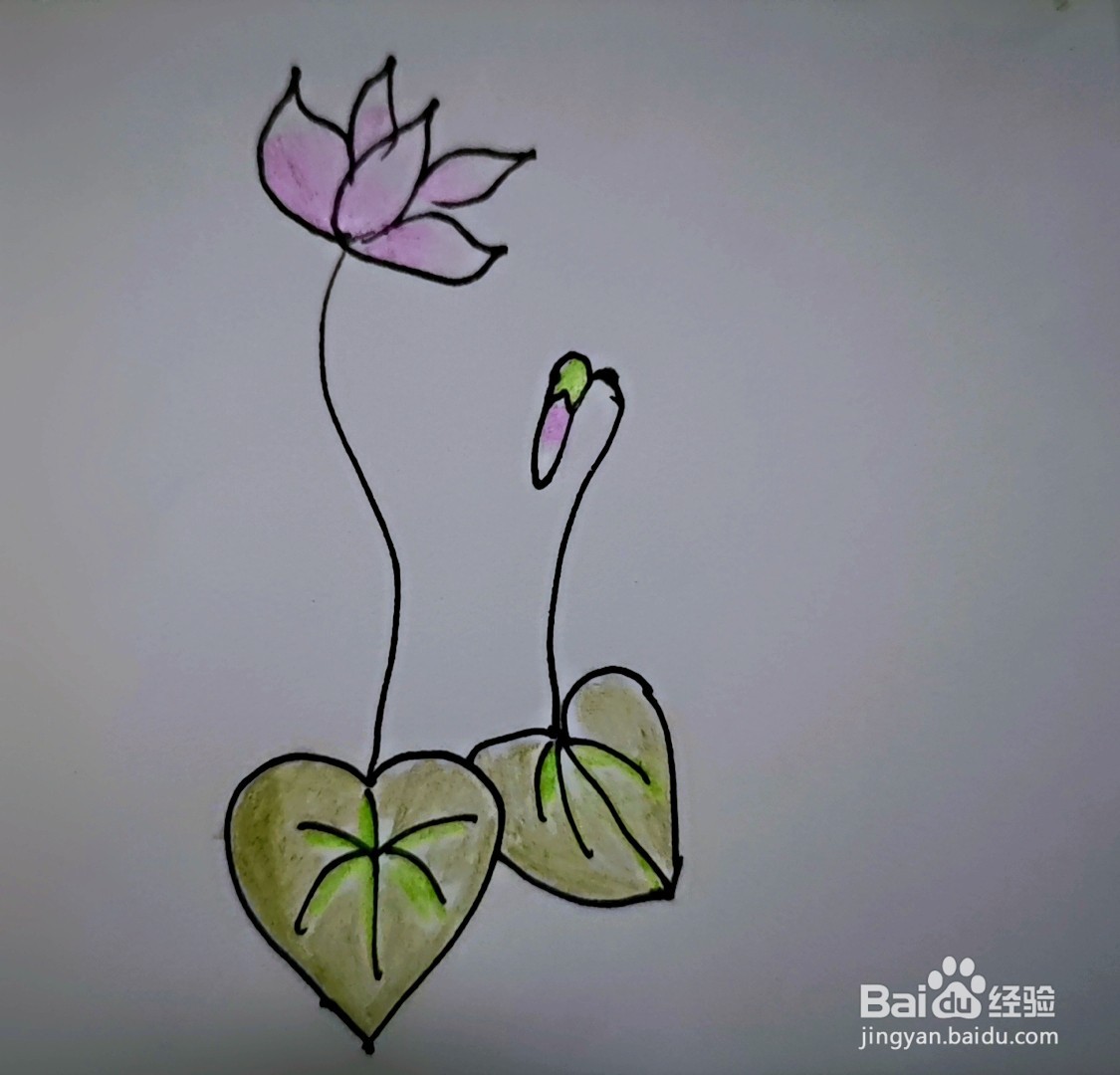 简笔画 仙客来#新人打卡#