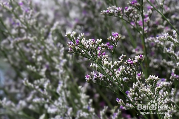 普吉岛旅游婚纱照，结婚花语，细说浪漫