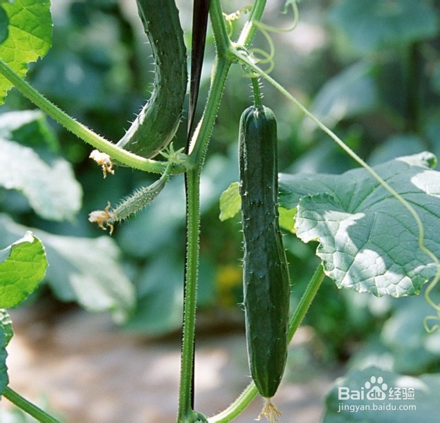 皮肤美白的小秘密