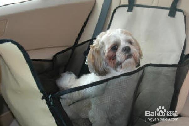 如何去除汽车内饰中的宠物尿渍