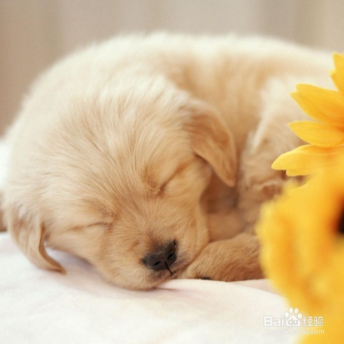 如何照顾怀孕的狗妈妈？