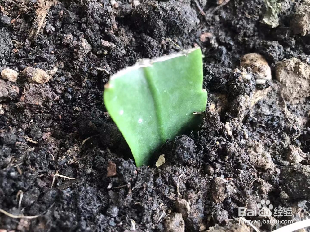 昙花怎么分株繁殖？昙花怎么种？