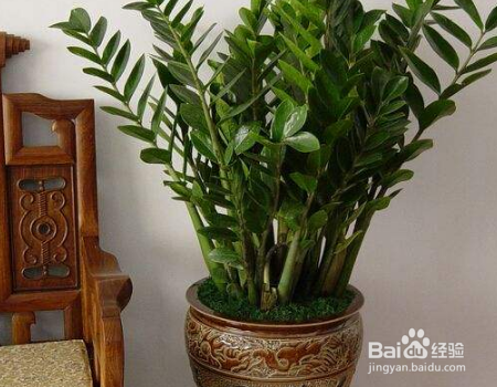 植物营养液怎么做