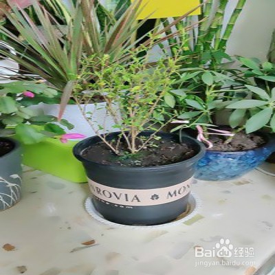 小木槿要怎样爆花多多