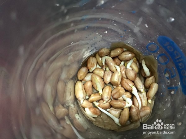 花生芽炒肉丝家常做法