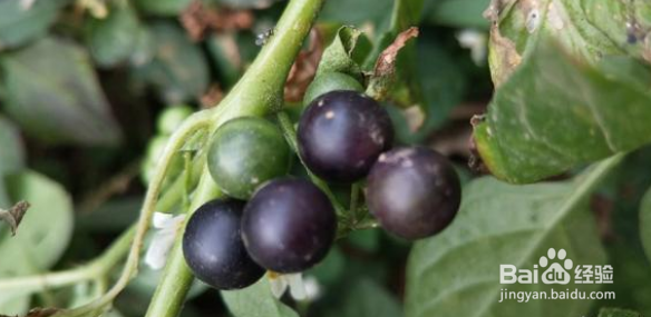 在农村的农田里有哪些最好吃的东西？