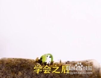 种植盆栽的小技巧