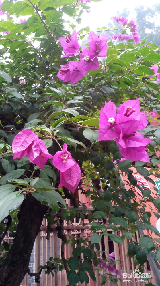 肇庆鼎湖山游记