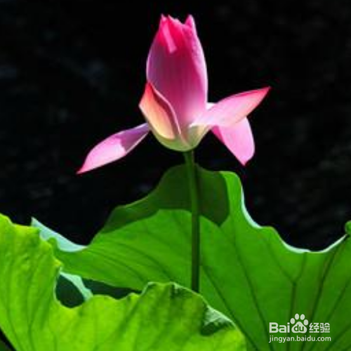 荷花怎么盆栽