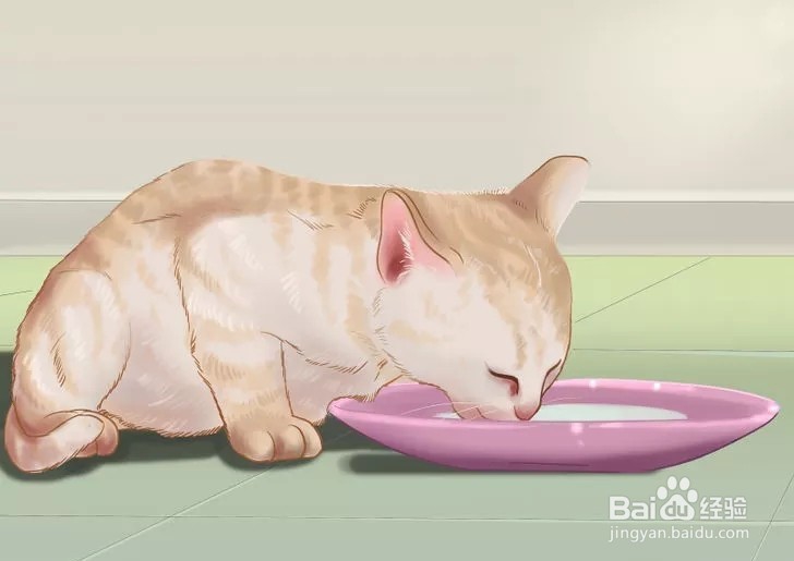 怎样照顾幼猫？