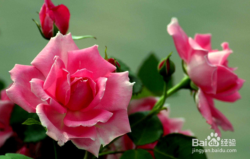 家庭盆栽月季的养护管理