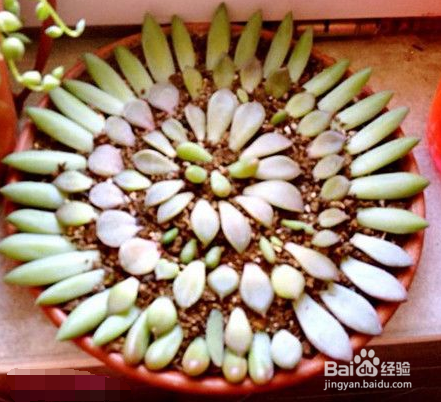 多肉植物简单的叶插流程(如何叶插)