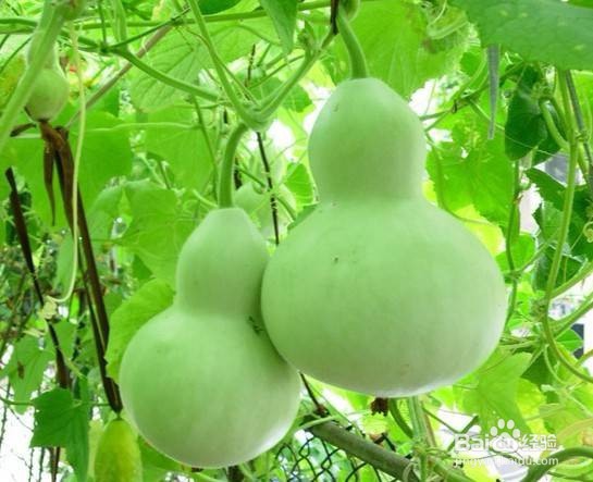 葫芦种植时间和方法