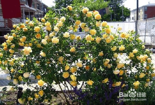 如何种植月季黄金盛典