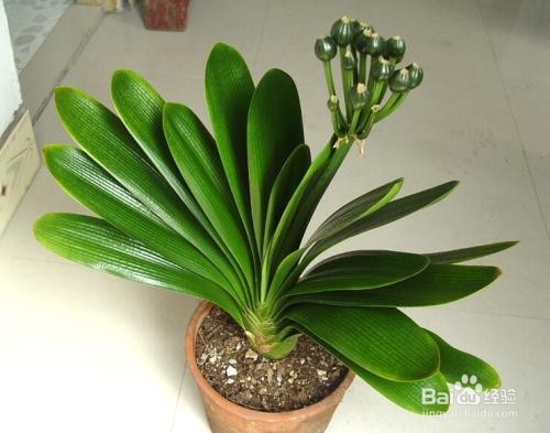 家中的君子兰怎么去养护