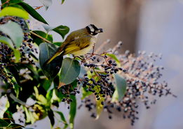 香肠挂窗外怎么防小鸟