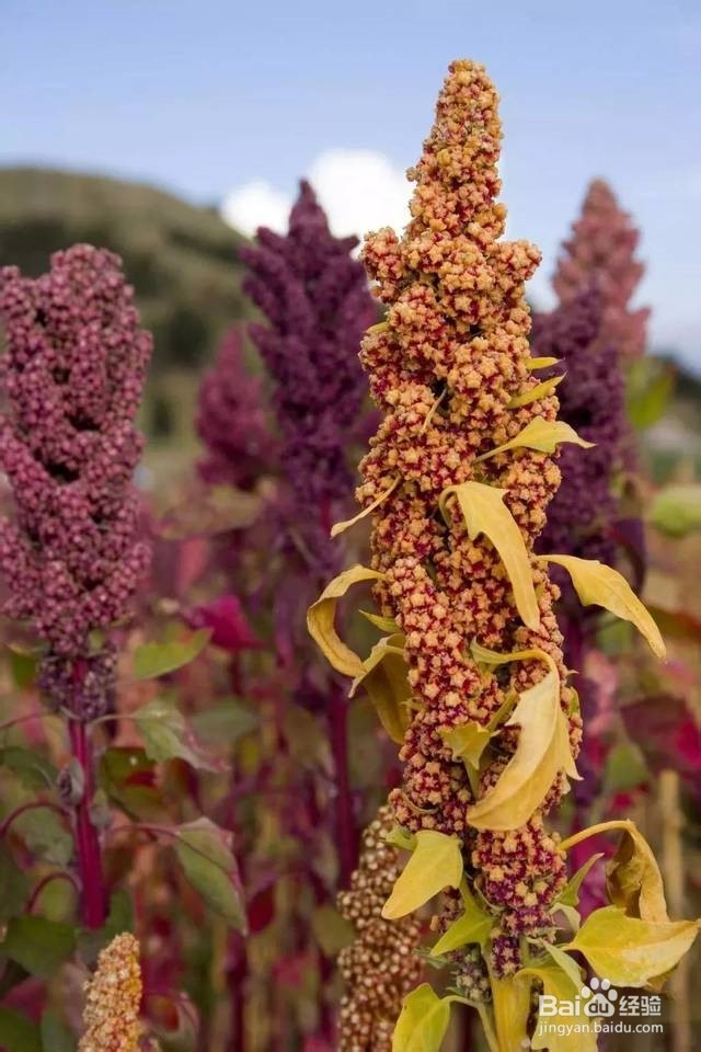 煮饭放一把“它”，便秘、三高、肥胖远离你！