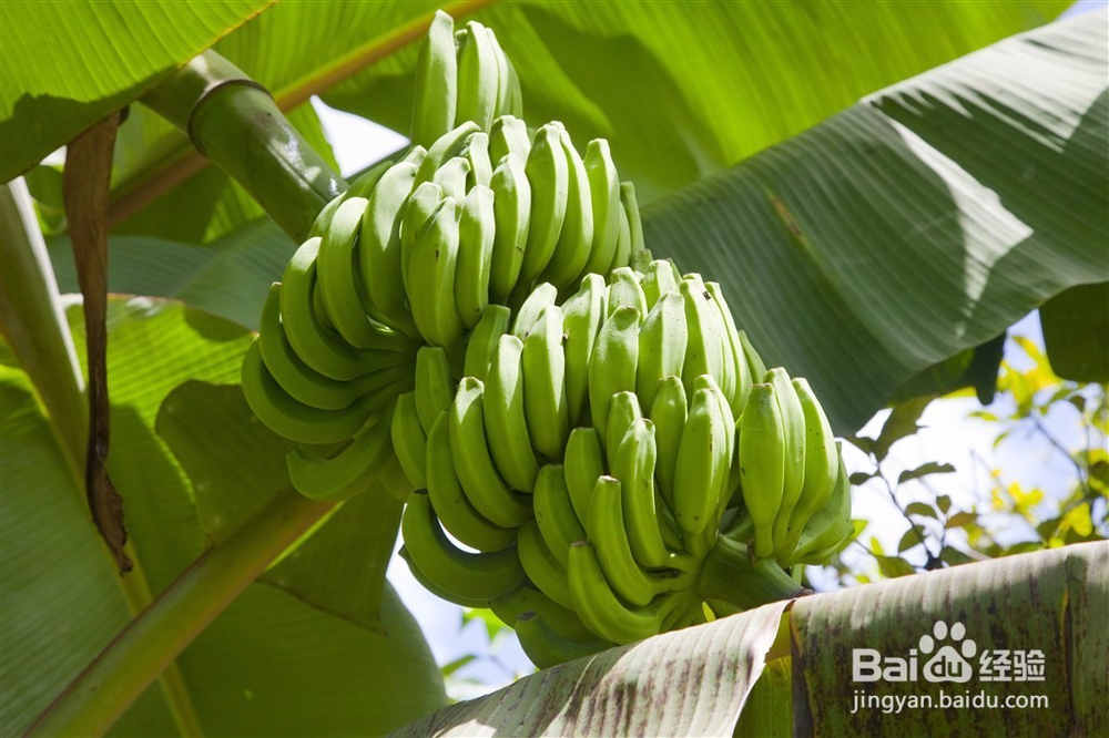买香蕉有哪些需要注意的