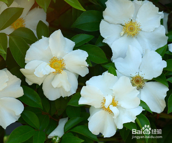 如何养护木本植物金樱子？