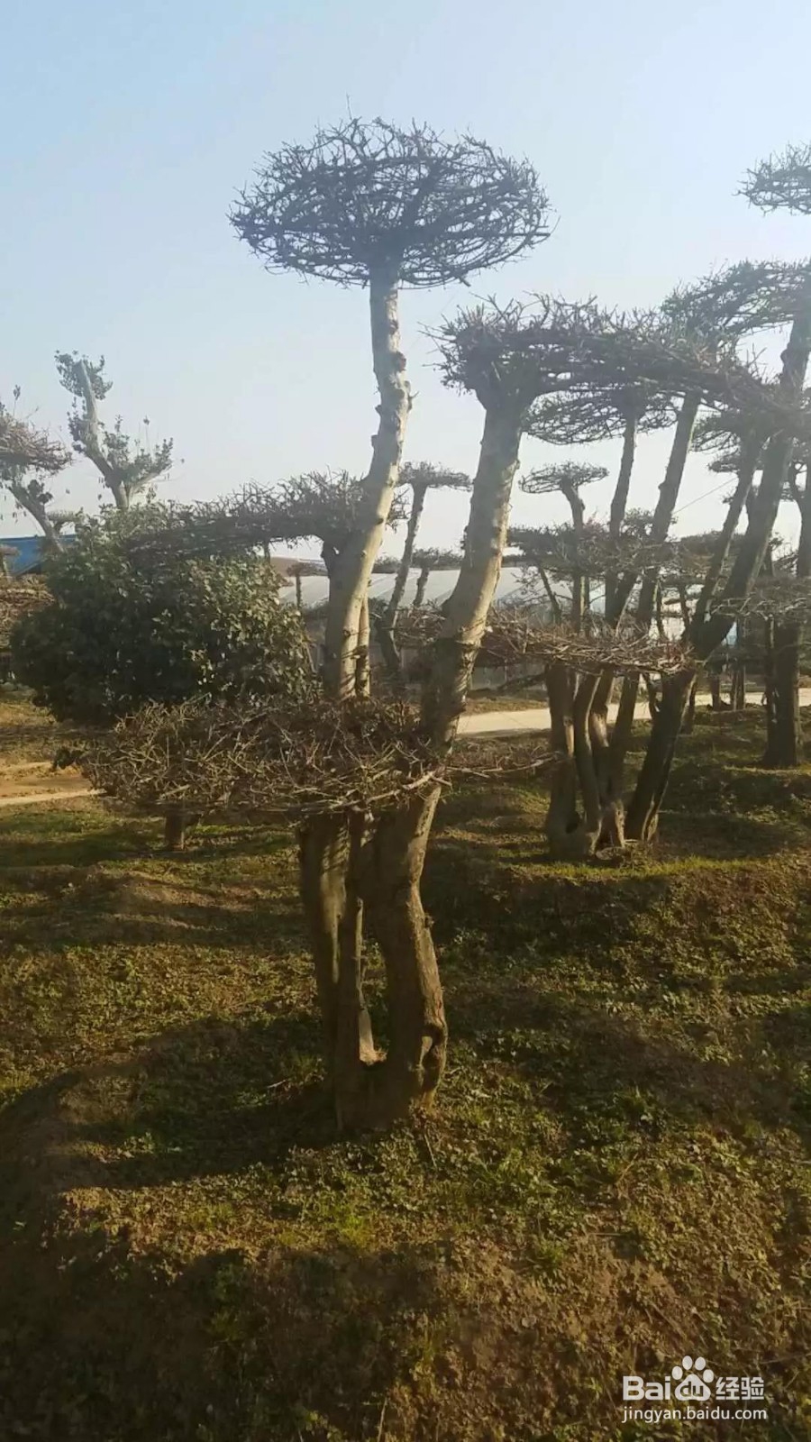 三角枫该如何养护