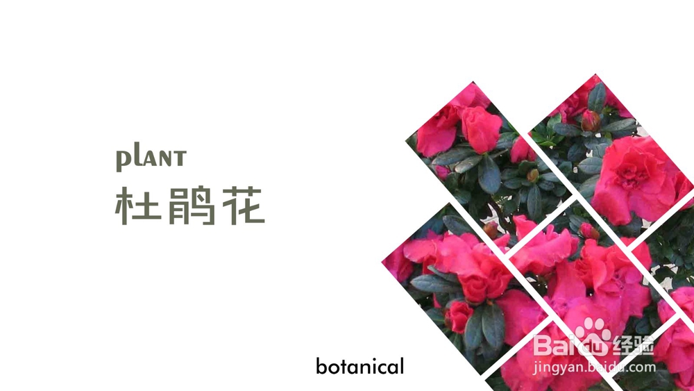 风信子的注意事项