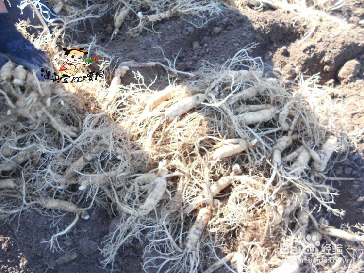 鲜人参价格、吃法、功效与作用及如何保存?