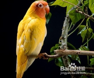 鹦鹉维生素缺乏的解决方法?