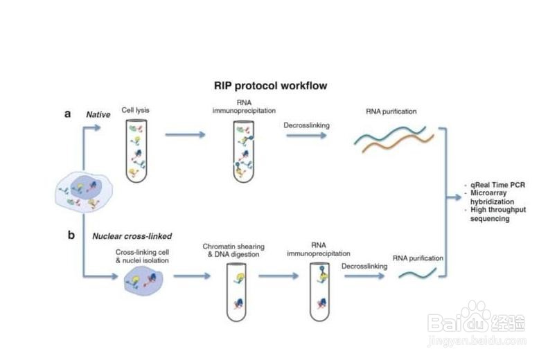 如何掌握动态路由RIP配置实验？