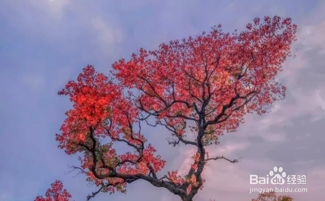 秋色怡人摄影可以拍些啥素材?