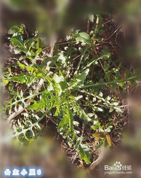 好吃荠菜馅素包子