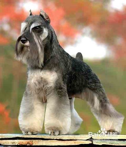 雪纳瑞幼犬的养护管理