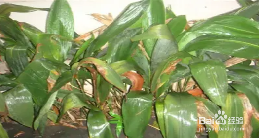 绿植叶子发黄怎么回事?