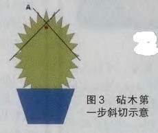 仙人掌怎么嫁接