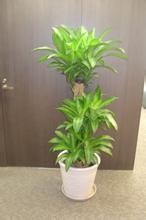 如何养好巴西木