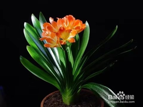 养君子兰,做好这几点,让叶片更加肥厚