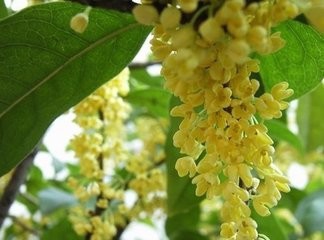 做什么汤可以解暑？