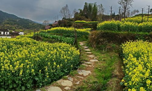 她坐在树下。(把句子写具体)
