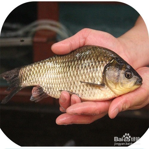 冬季野战蓝鲫怎样搭配