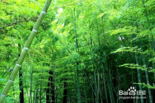 竹子属于树还是草