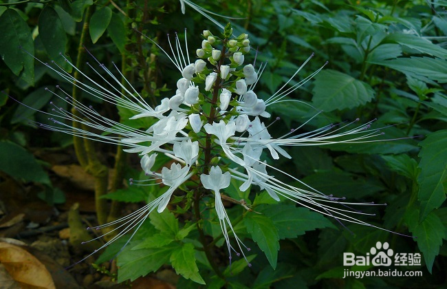 猫须草的正确服用方法