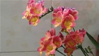 3种花比香水好闻，随便养1盆，异味跑光光