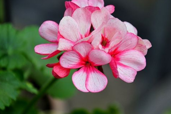 什么花的花语是相逢